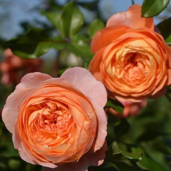 Robin Japanese Rose