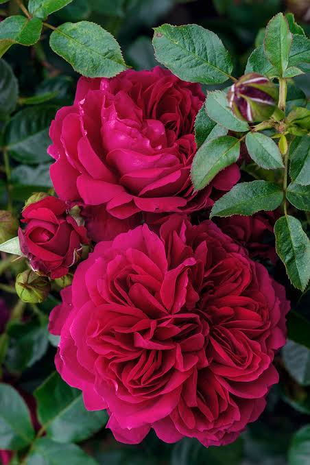 Soul Rose